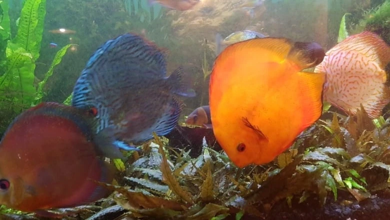 Stolen tropical fish returned to Ottawa Valley restaurant