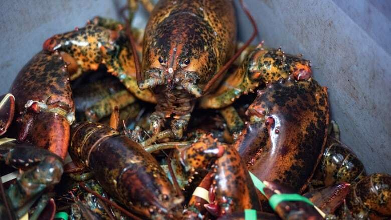 Organized crime linked to illegal lobster fishing 'terrorizing the community,' N.S. minister claims