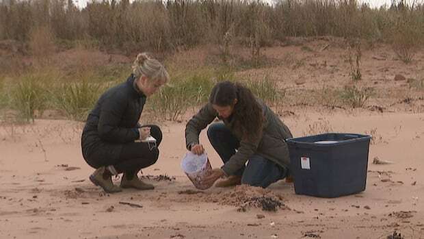 Why P.E.I. scientists are studying a population of tiny beach creatures crushed by Fiona