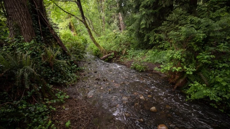 Mass fish kill on Burnaby-Coquitlam border under investigation