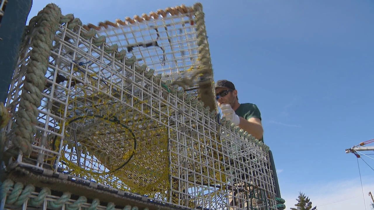 N.S. lobster harvesters reflect on challenging season amid tariffs