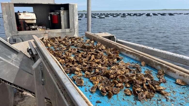 Darnley Basin is 5th P.E.I. waterway to test positive for oyster disease, says CFIA