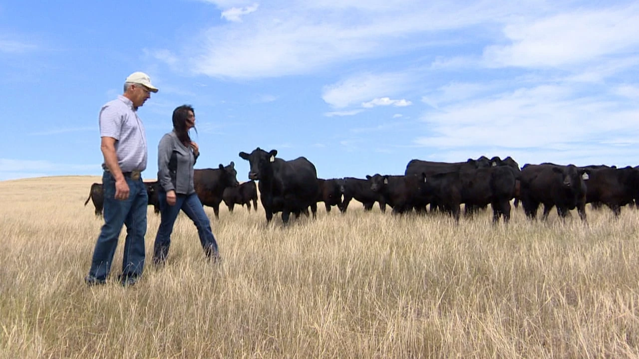 Severe Saskatchewan drought threatens crops, livestock
