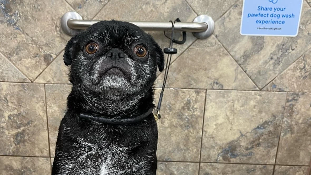 Regina woman wins custody of Charlie the pug because former partner refused to vaccinate him