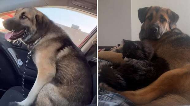 'Should we go on an adventure and try to find this dog?': Man reunites owners with lost pet