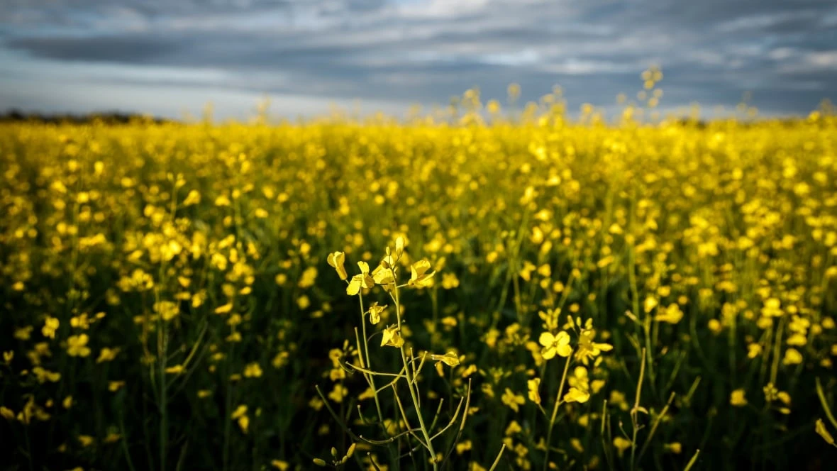 Sask. premier meeting with feds about how to deal with Chinese canola tariffs