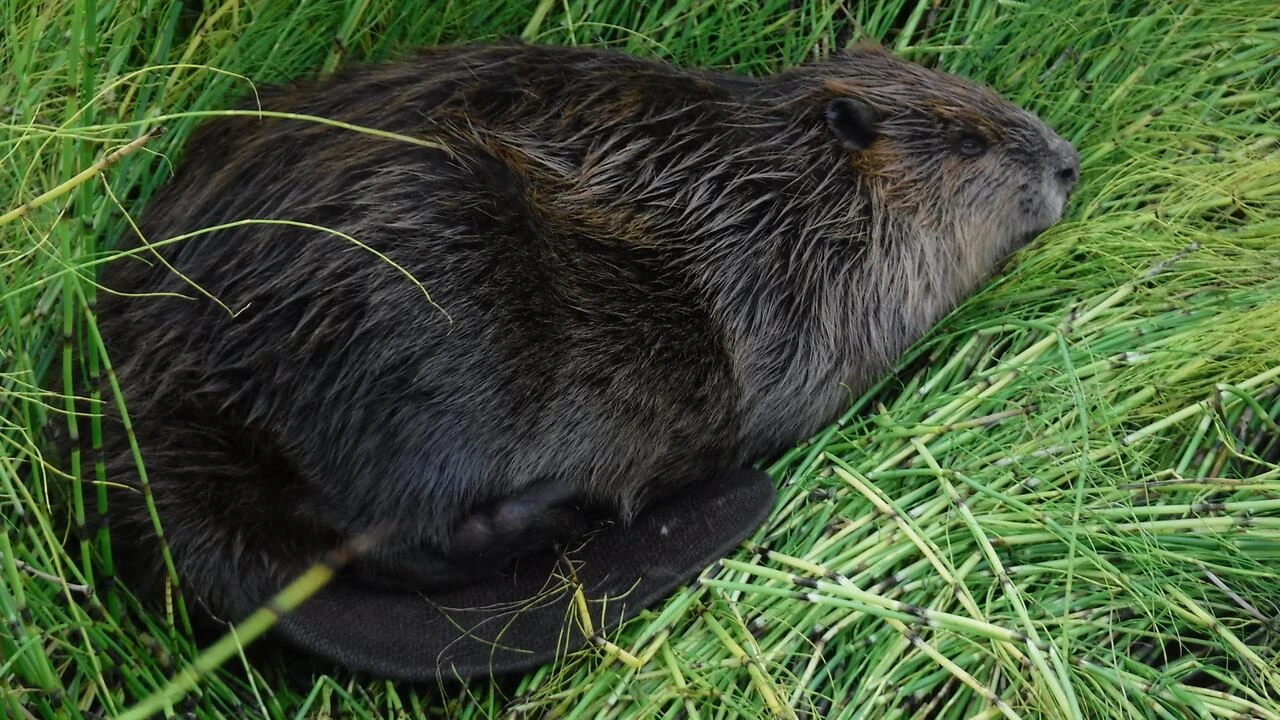 ‘They’re everywhere’: Growing population of beavers affecting traditional lands in Arctic