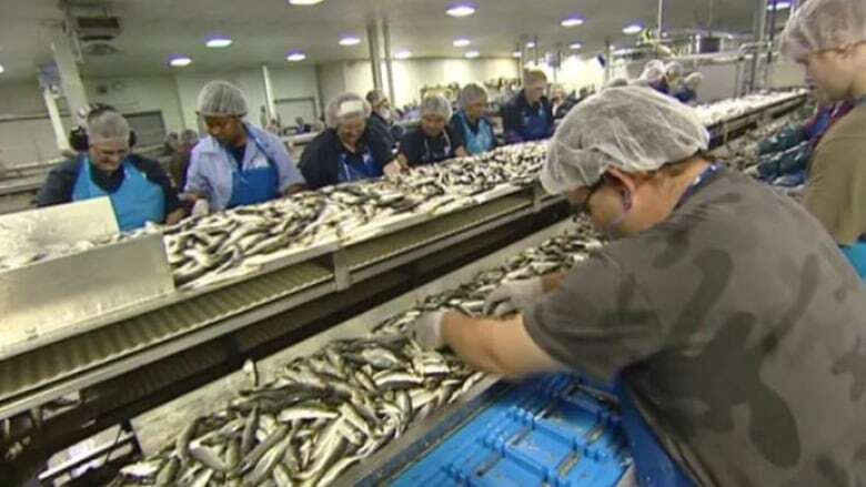 Layoffs at Connors Bros. seafood plant 'punch in the gut' for community