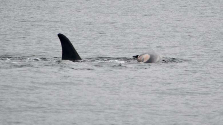 Famous mother orca still carrying body of 2nd dead calf