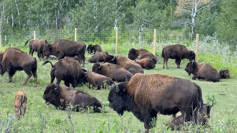 Participant in illegal bison hunt in western Manitoba says she regrets falling for scam