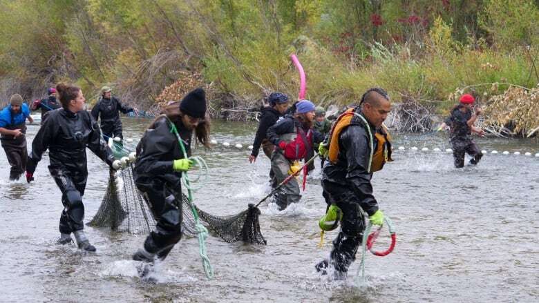 B.C. First Nations call for continued funding for restoration of Columbia River salmon