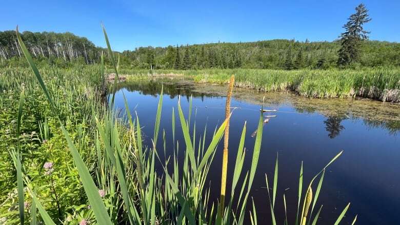 Nature Conservancy of Canada expands protected lands in northwestern Ontario