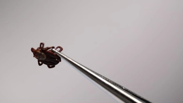 Creeping north: Why ticks and Lyme disease are on the rise in N.B.