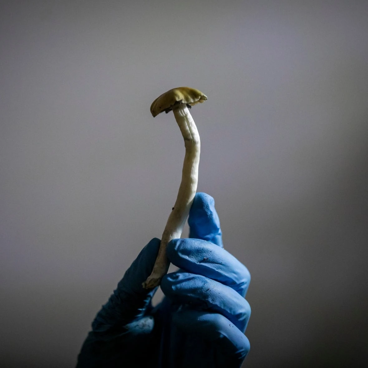 Federal court rules Health Canada decision to block experiential psilocybin training was unreasonable