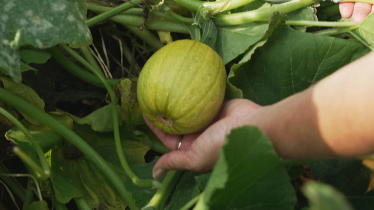 Finding the perfect pumpkin might be harder this Halloween