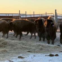 Nation to Nation collaboration sees Yellowstone bison come to Canada for the 1st time