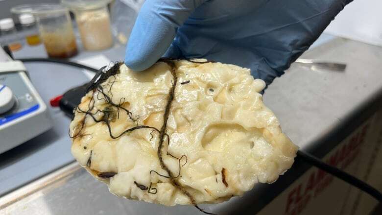 Mysterious blobs that washed up on N.L. beaches still have secrets to reveal, says scientist