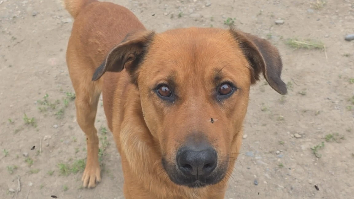 Pets left behind in N.W.T. wildfire evacuations being cared for by community
