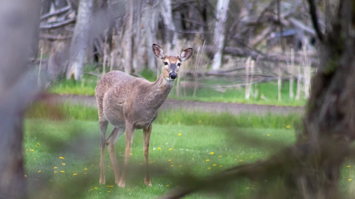 Lakehead University professor says wildfire adaptability varies among species