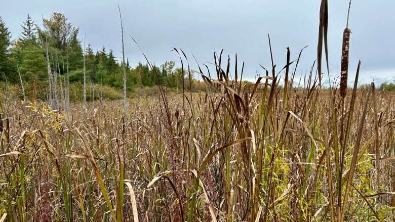 Wetlands in Ottawa dropped from map under Ontario's updated rules