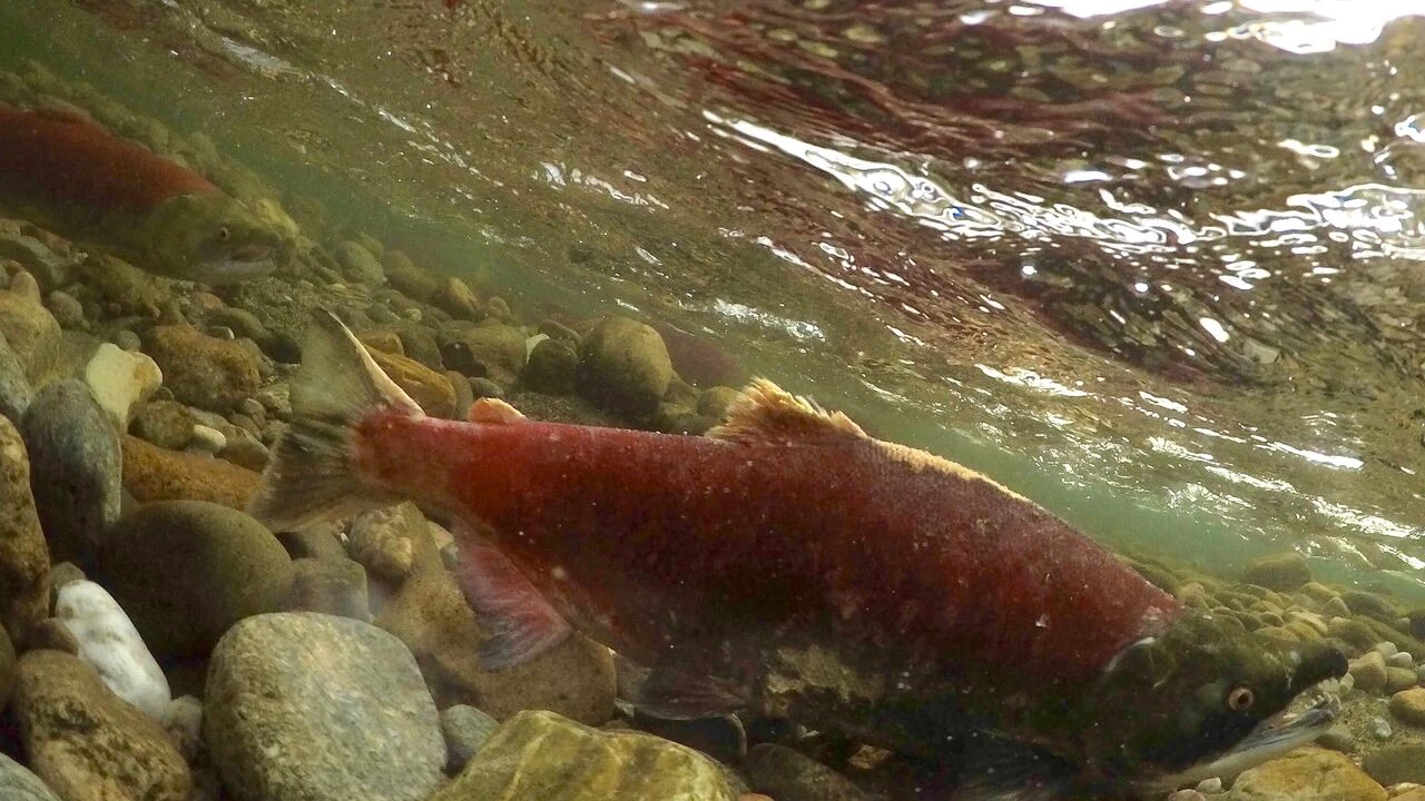 Vancouver Island's low snowpack likely to affect salmon populations: researchers