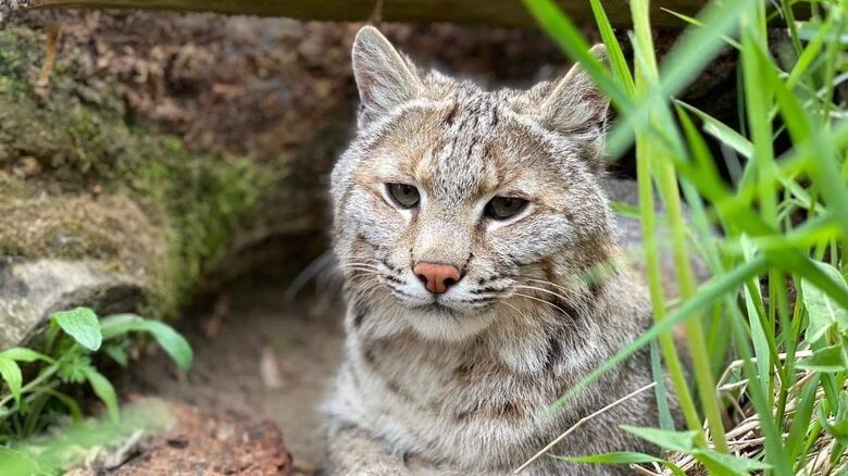 Bobcat missing from North Grenville zoo found safe