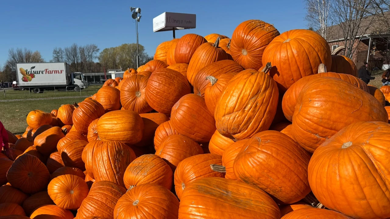 Northern Ontario pumpkin farms had 'excellent' season despite province-wide drought