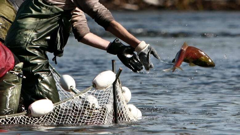 New report offers insight on Chilcotin River landslide's effect on salmon run