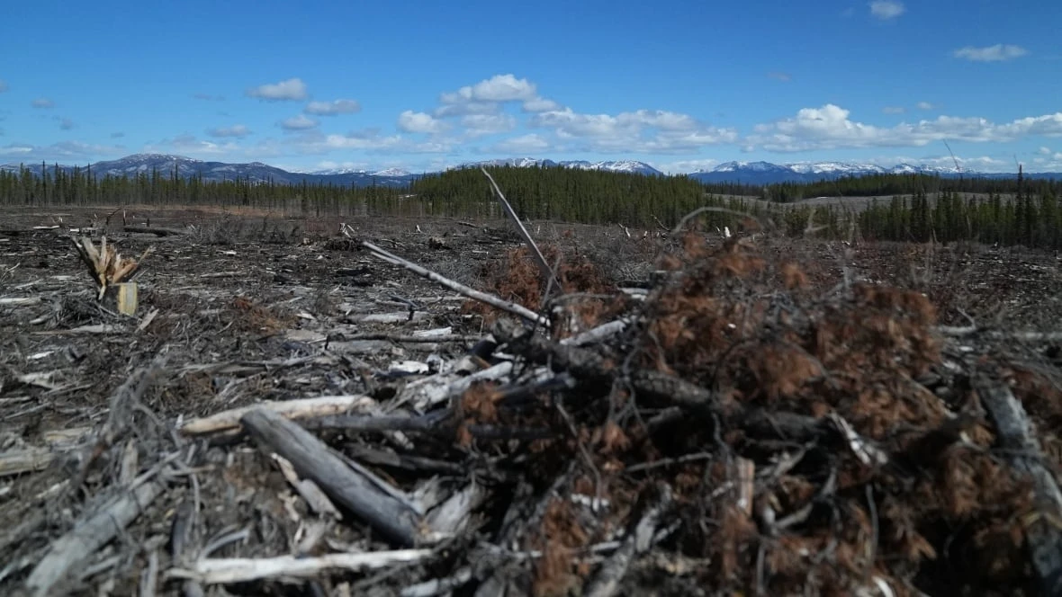 Federal, Yukon gov'ts announce $17M to help reduce wildfire risk