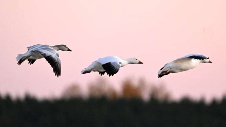 B.C.'s chief vet tells clinics to set up avian flu protocols amid human exposure risk