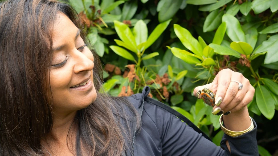 Slow and steady progress in decade-long project to save B.C.'s only native turtle