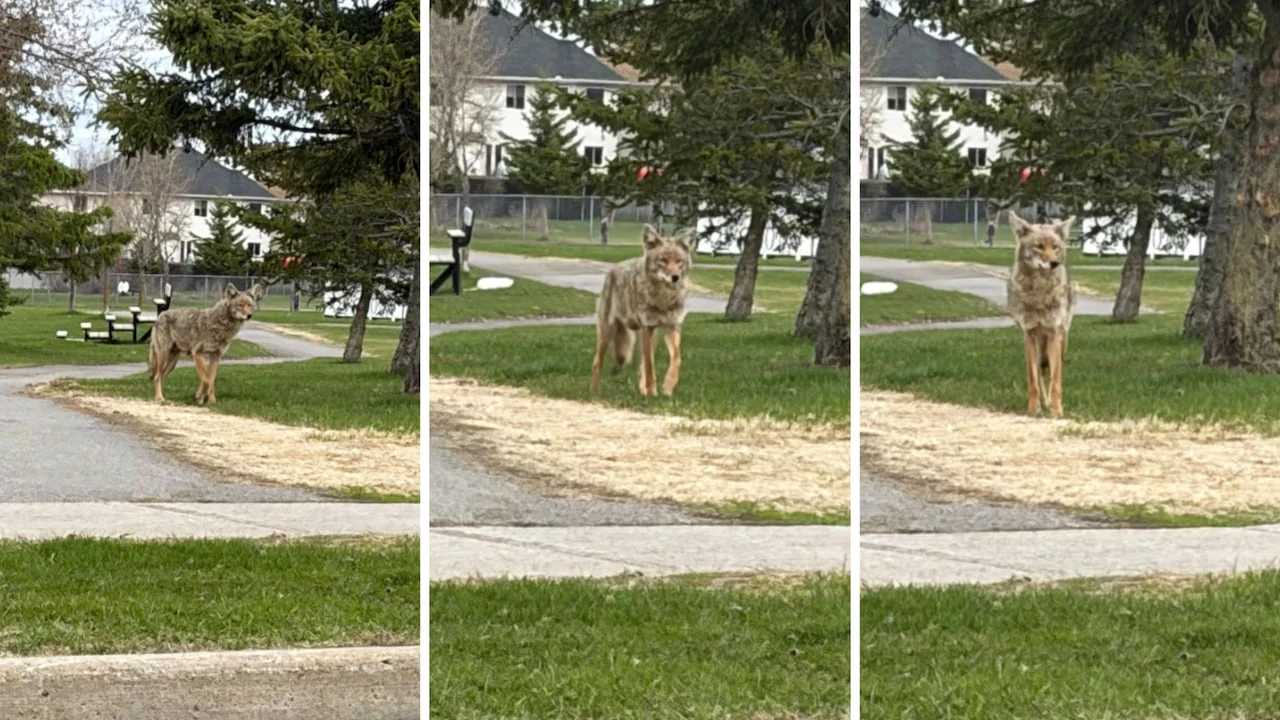 City closes Orléans park after coyote attack