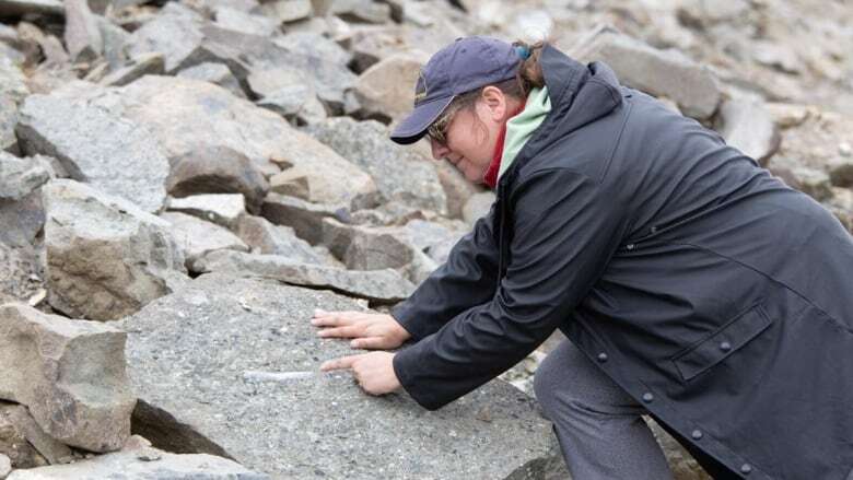 B.C. researchers find fossil trove in 'relatively unexplored' part of northern B.C.