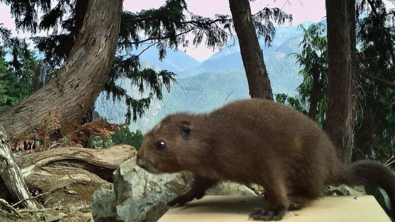 New remote scale helps weigh biscuit-eating endangered marmots