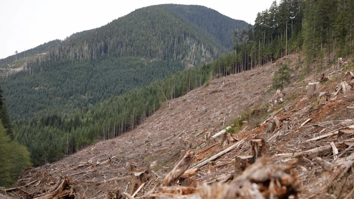 Clearcutting tied to 18-fold increase in flood risk: UBC study