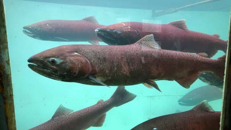 2024 Yukon River Chinook salmon run better than previous years, still not enough to meet rebuilding goal