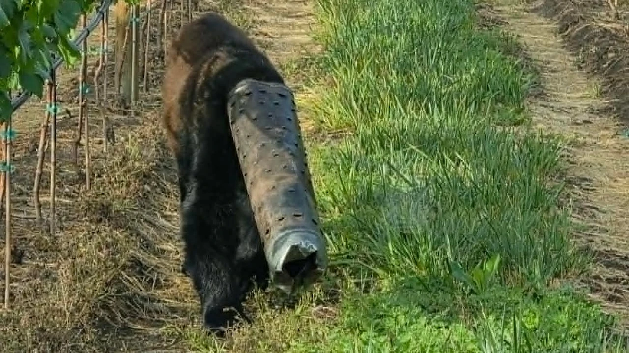 Bear wandering around with pipe stuck on head rescued by conservation officers