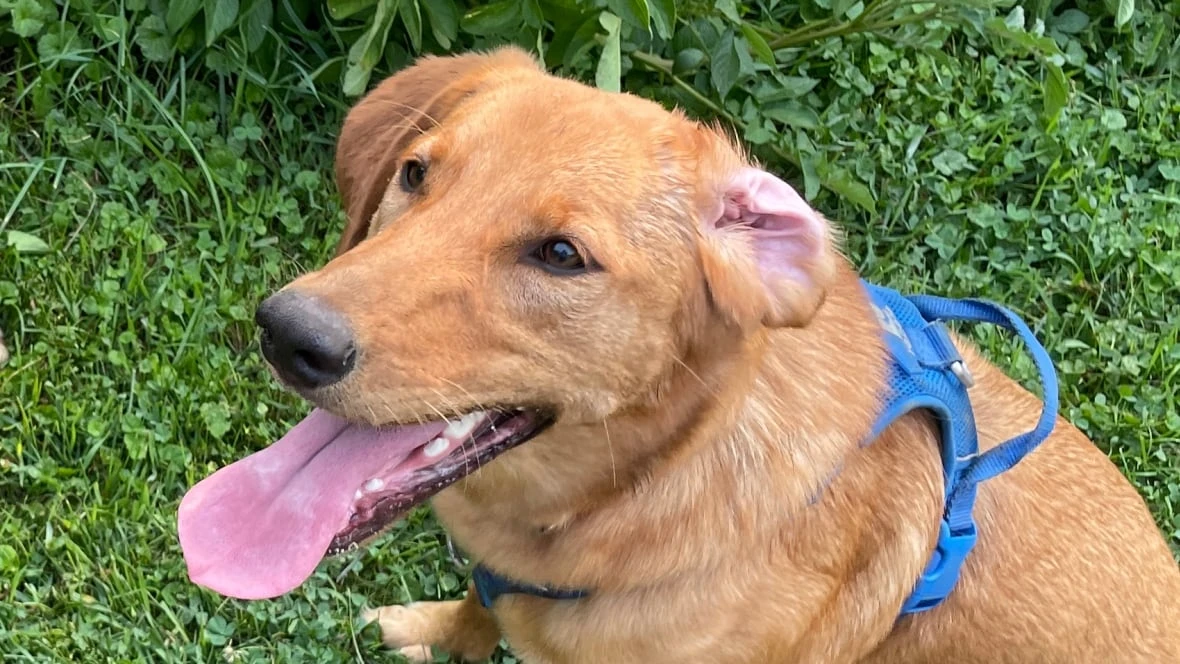 Florence and the Machine were right: The dog days (of summer) are over, at least for this year