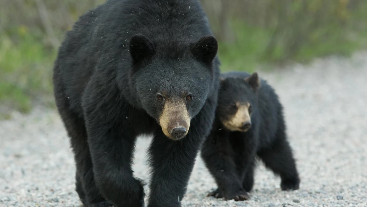 Fredericton resident shocked as two bears land on her second-storey deck