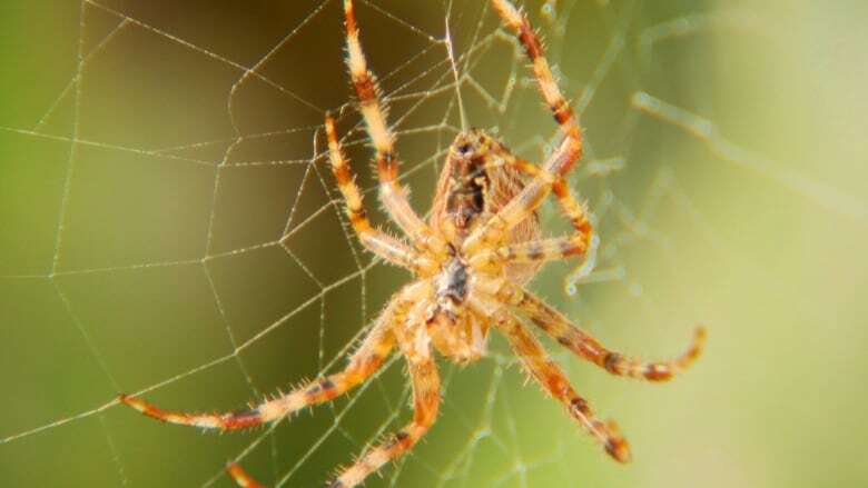 Spiders, spiders everywhere? Islanders are noticing more, and bigger, arachnids