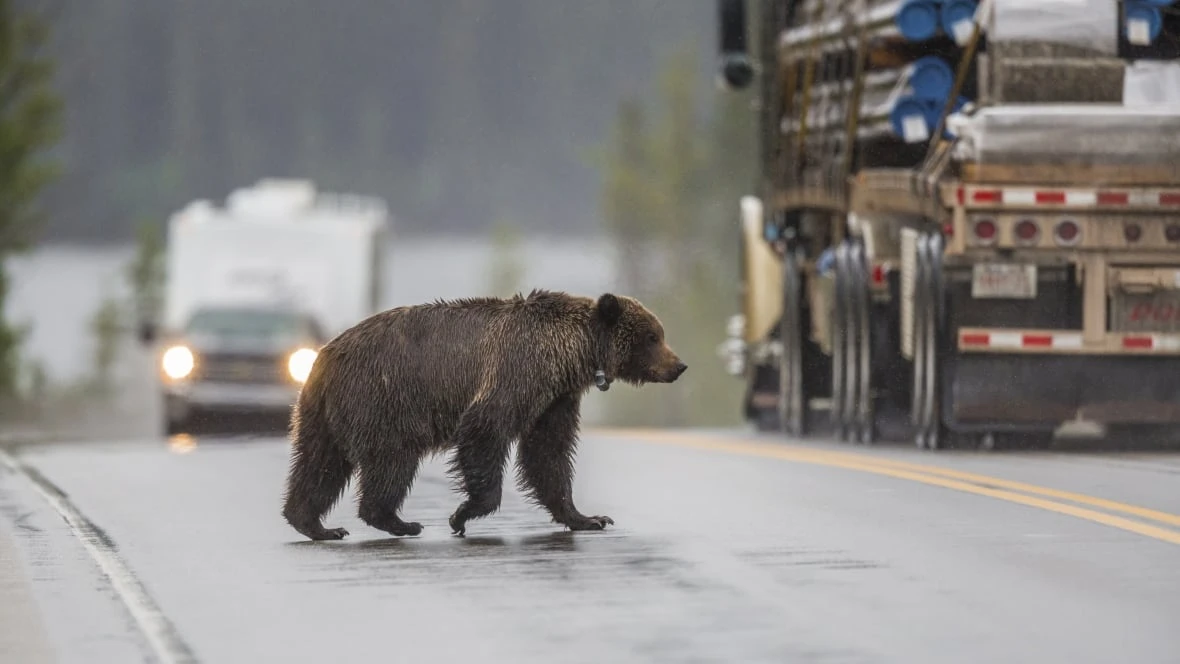 Mountain roads and coal mines cut grizzly bears off from habitat, study finds