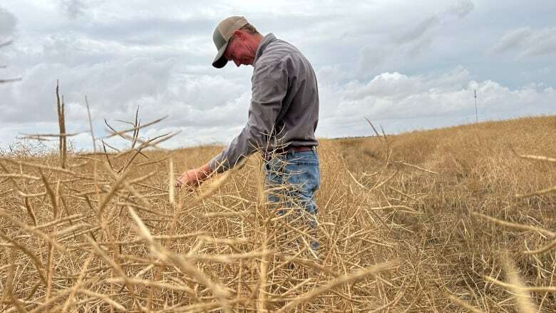 Sask. farmers react to 'devastating news' of China targeting Canadian canola with trade investigation