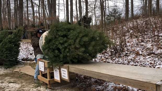 Local Christmas tree farm says this year was ideal for growing, but that may not always be the case