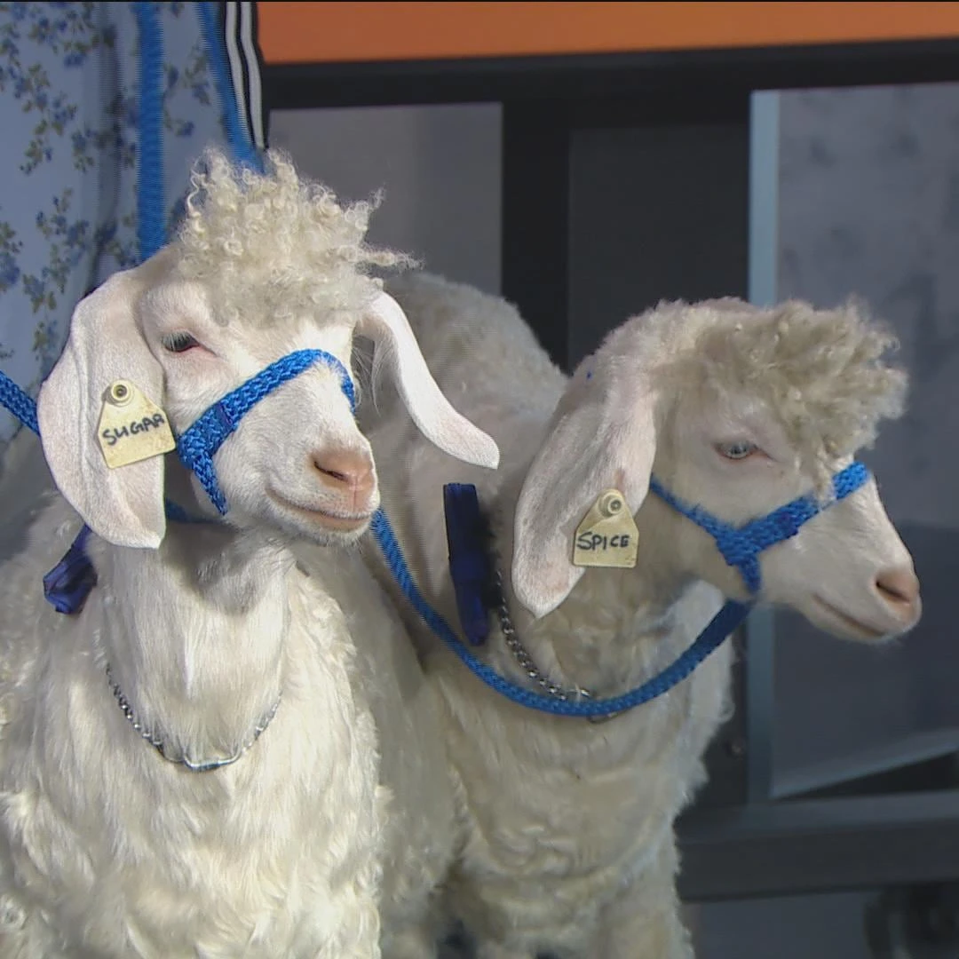 Meet Sugar and Spice, goat ambassadors of the Royal Agricultural Winter Fair