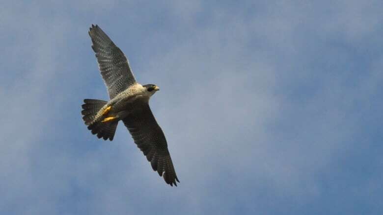 Yukon behind on protecting vulnerable species, study says