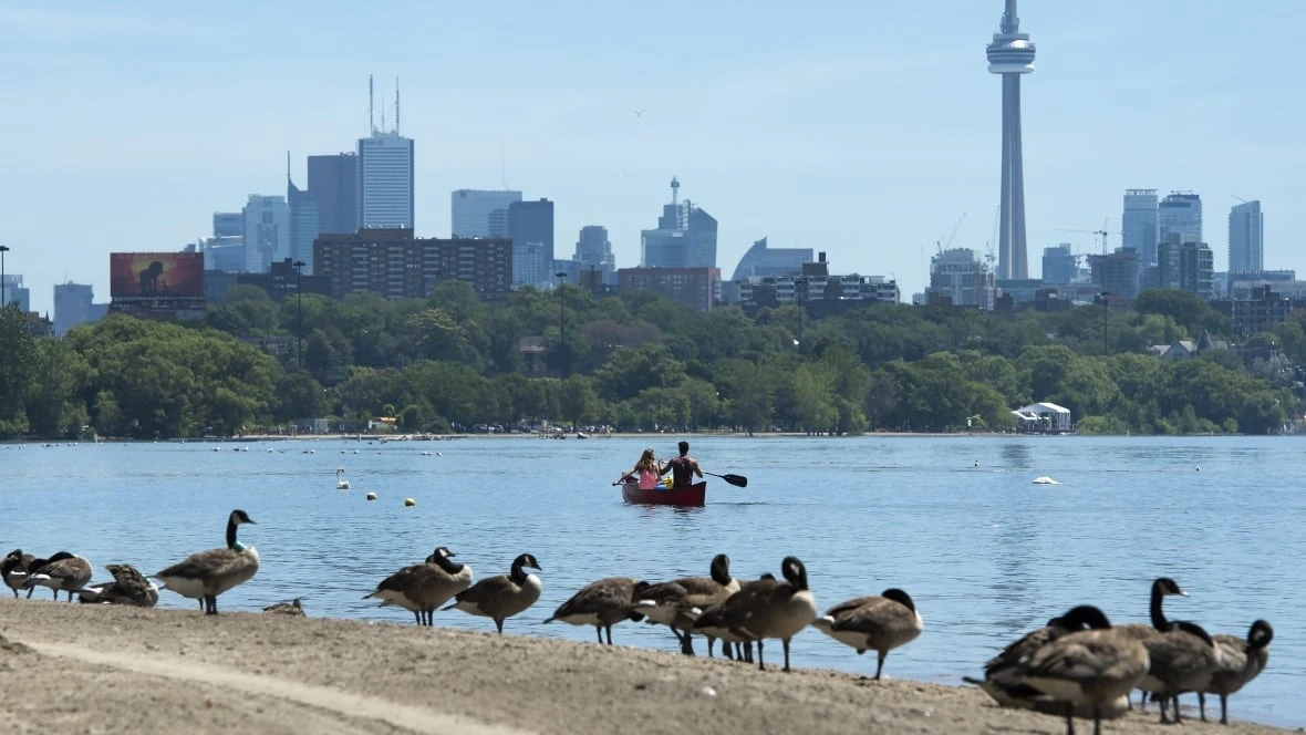 Less bird poop means cleaner beaches. But are Toronto's efforts to drive away waterfowl hurting their habitat?