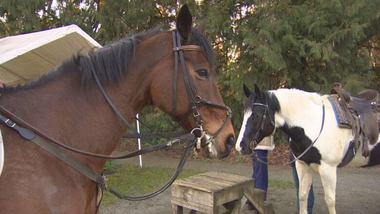 Horse riders say plan to pave Burnaby park trail for cyclists will cut off equestrian access