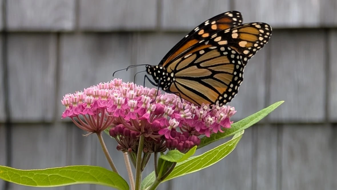 Monarchs, milkweed and marvellous views: Enjoy these photos from around New Brunswick