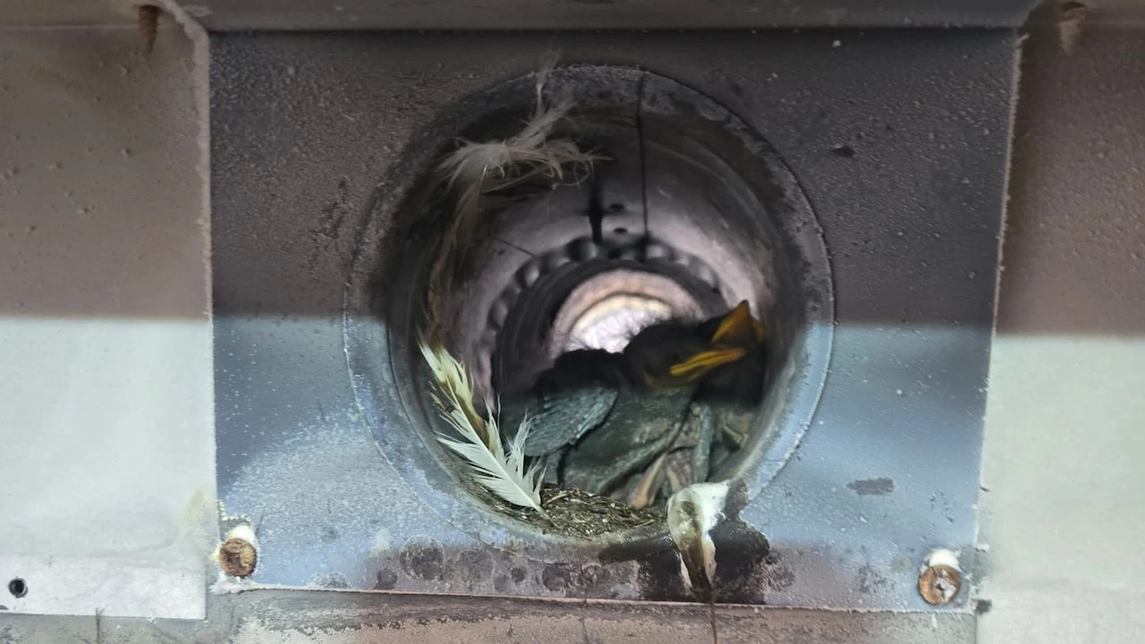 Check your vents! St. John's woman shares cautionary tale after finding feathered roommates