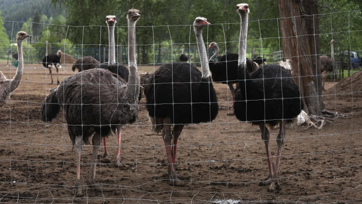 Supreme Court of Canada grants stay of execution for B.C. ostriches
